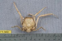 藏品(六齒四額蟹)的圖片